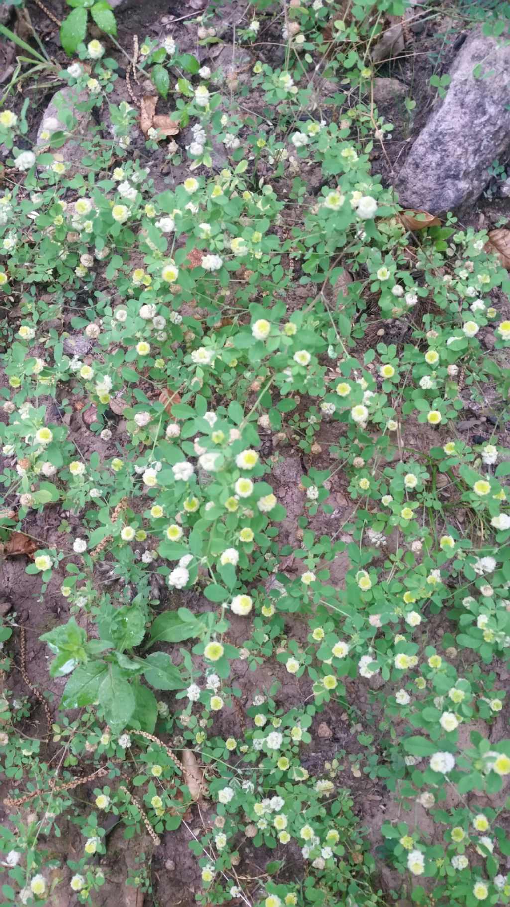 Fiori molto piccoli: Trifolium campestre (Fabaceae)